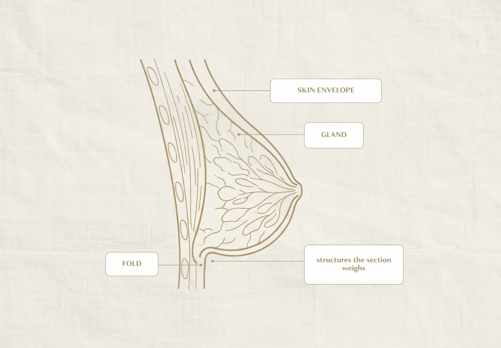 Can a suture breast lift hold breast tissue in place?